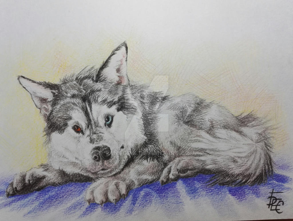 Husky Deviantart Siberian husky by Tanagrik on DeviantArt