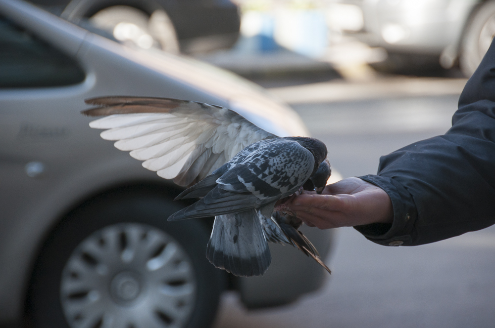 Feed the Birds