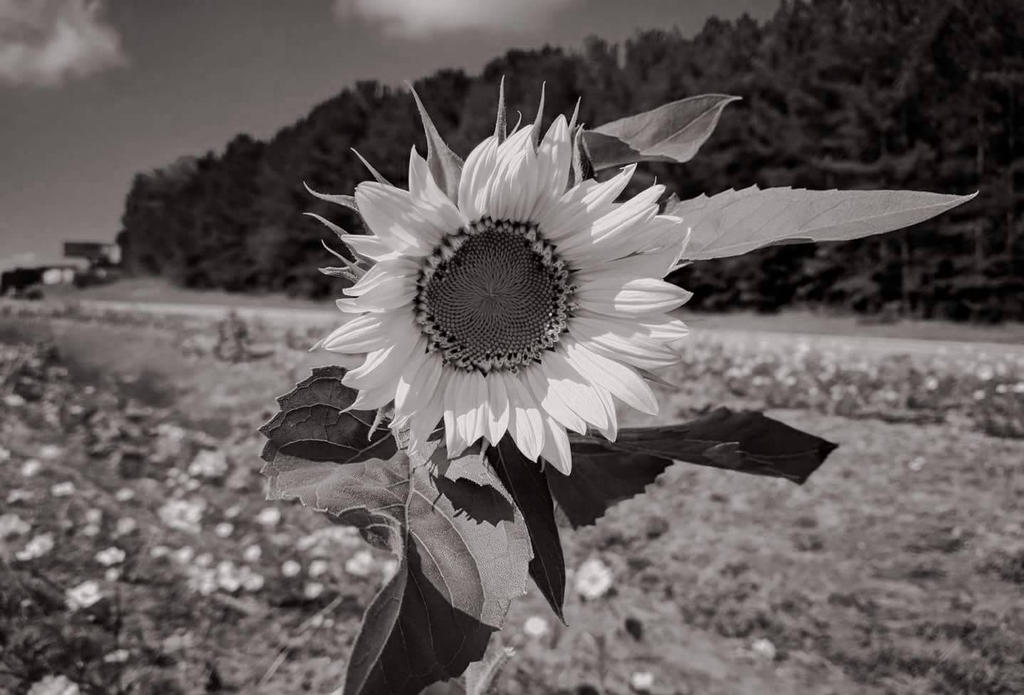 Colorless Sun by TheTakenBear828 on DeviantArt