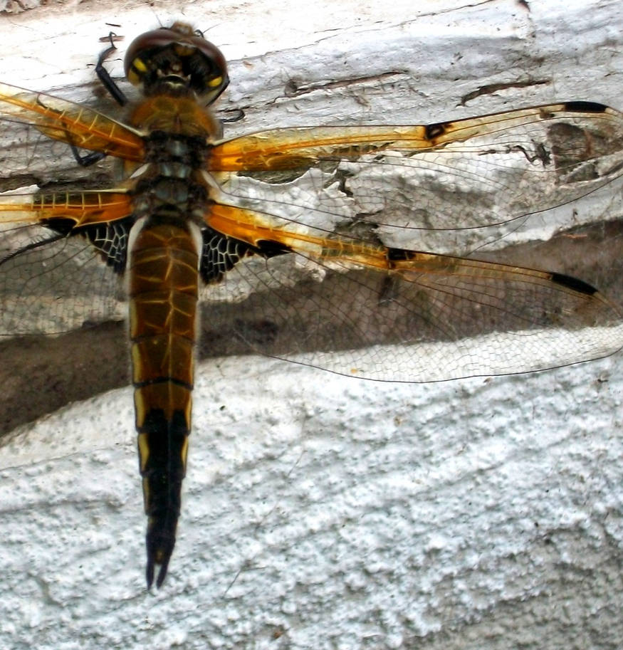 Dragonfly III by Phantom-Daydream on DeviantArt