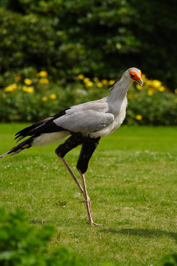 A african secretary bird.