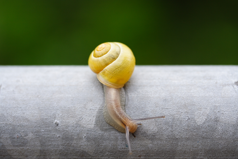 Little yellow snail