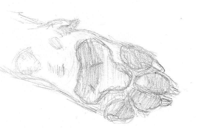 Dog Paw Drawing Realistic - We've learned to draw many different ...