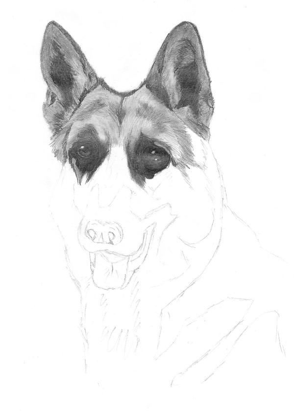 German Shepherd WIP 2