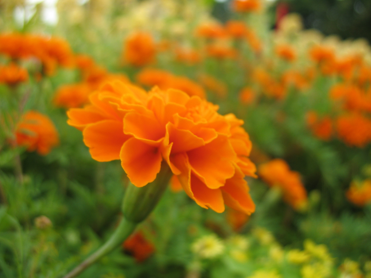 Orange Flower