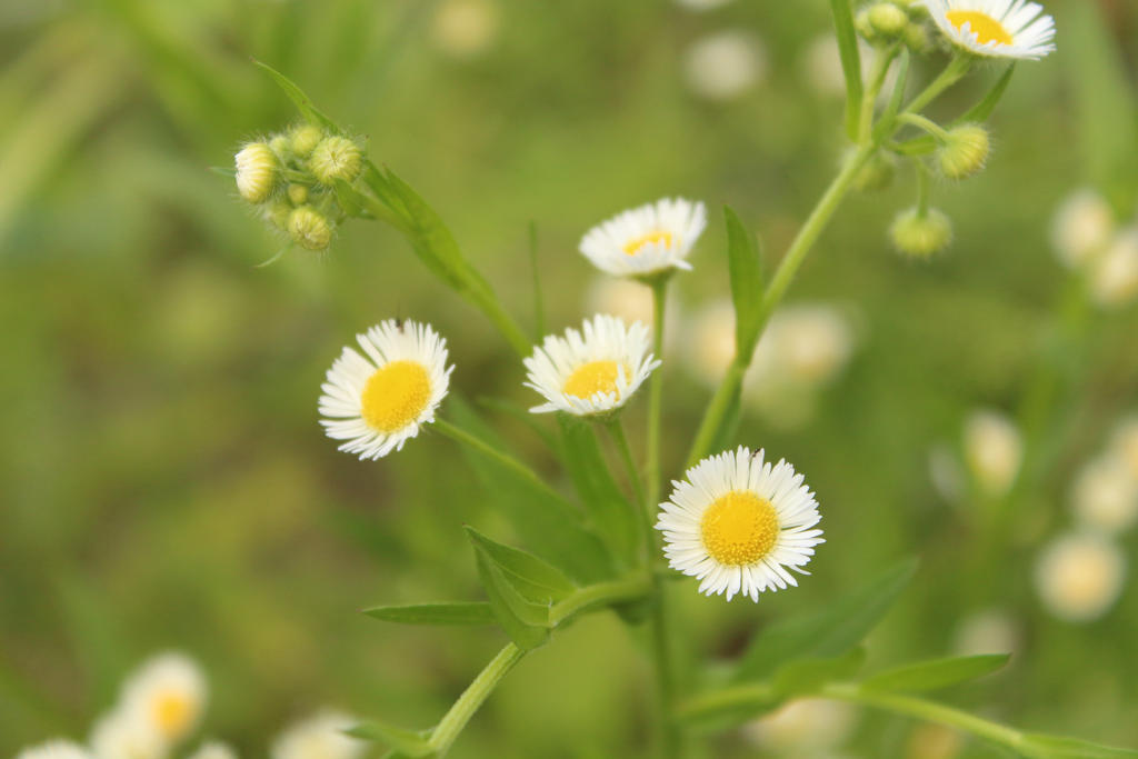 wild false chamomile by paint27 on DeviantArt