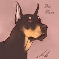 Rosie's Doberman