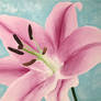 Pink Lily Acrylic Painting