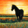 Sunset Horse