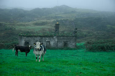 ireland II - cows