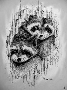 Raccoon