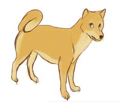 shiba inu