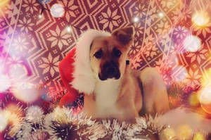 xmas puppy by SKnanne xmas puppy by SKnanne
