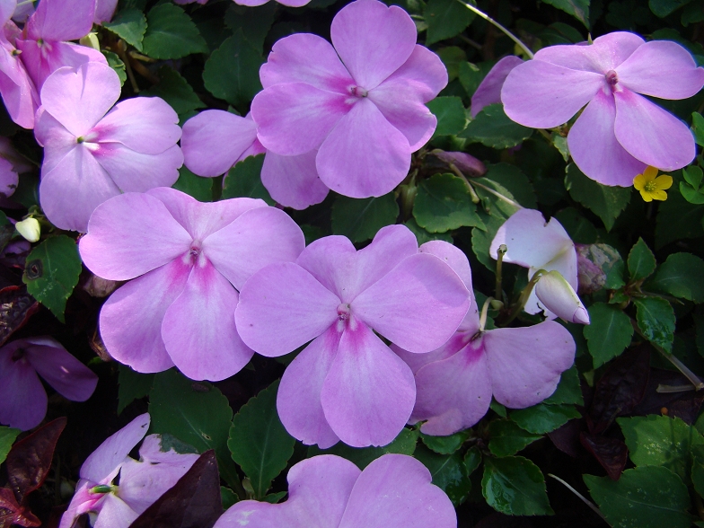 zoo flowers