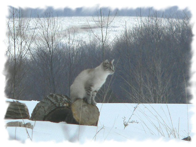 Snow Kitty