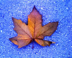 leaf on the road. :9 by DoloresClaiborne2511