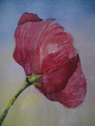 Red Poppy