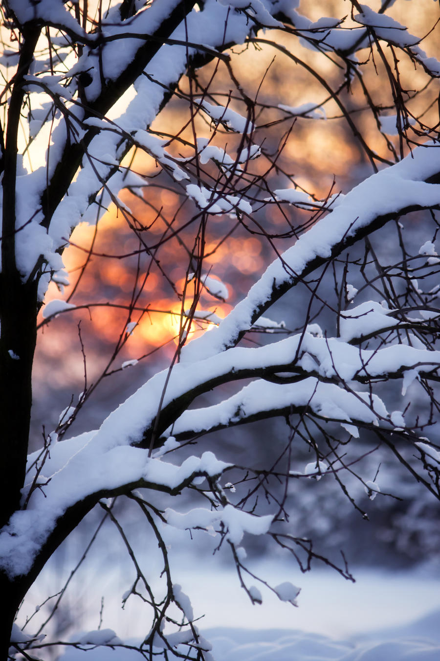 Tree under the weight of snow