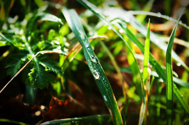 Morning Dew