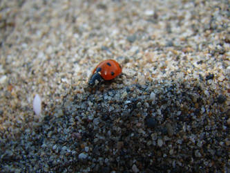 Ladybird