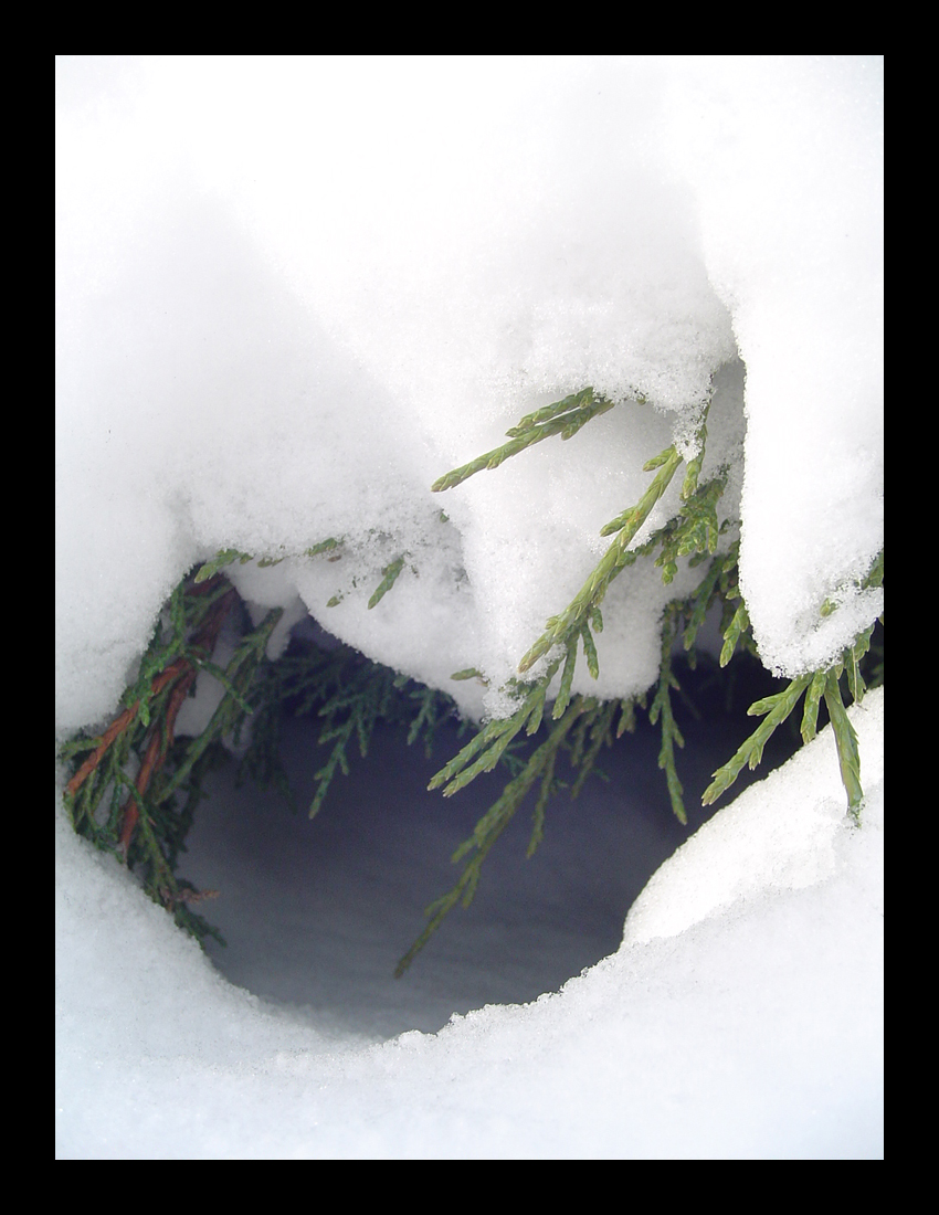 Snowy Shelter