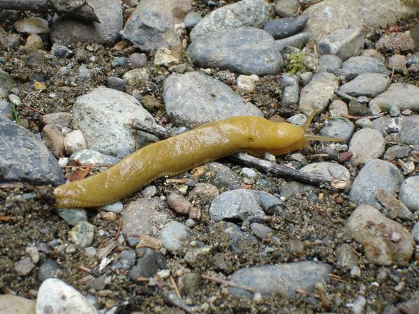 Redwood Forest- Banana Slug