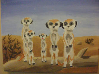 Meerkats