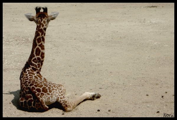 Girafe.