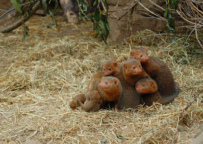 Mongoose family