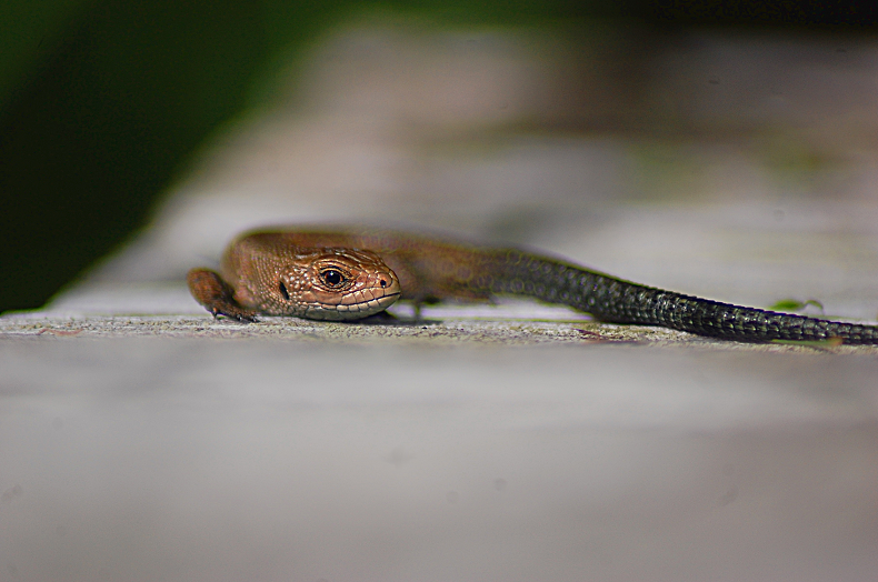 Viviparous lizard III