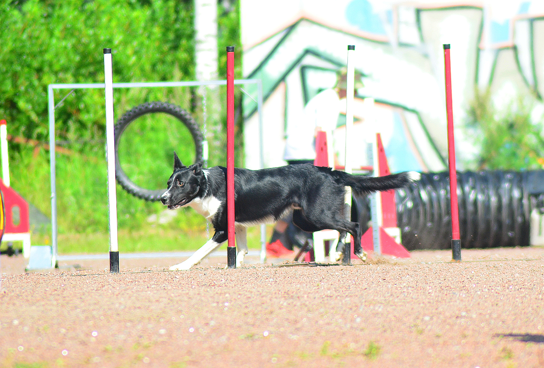 Border Collie