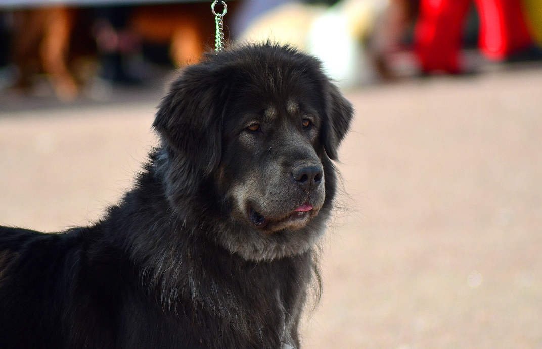 Tibetan Mastiff