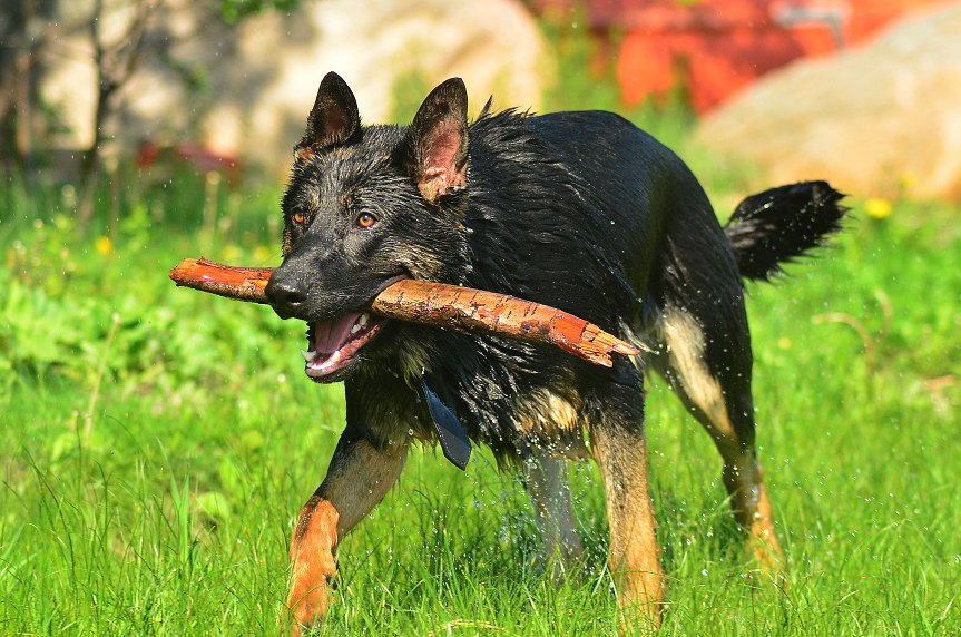 German shepherd