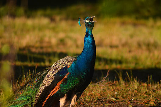 Indian peafowl