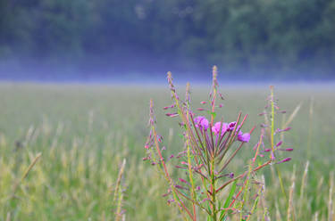 Evening fog and fireweed