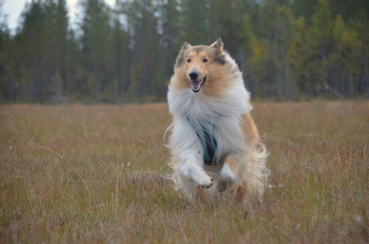 Collie on the swamp