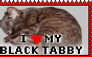 I love my black tabby