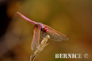 Dragonfly 4