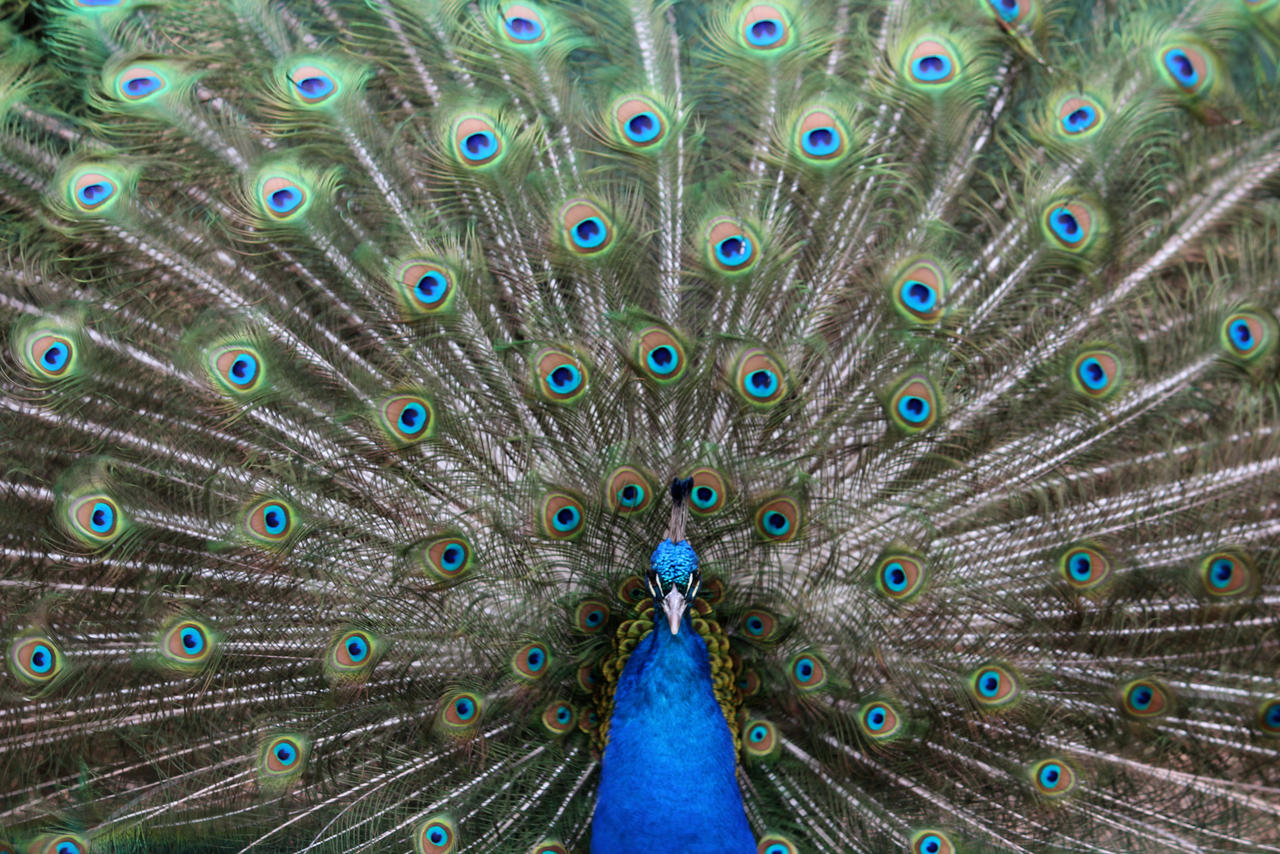 Rainbow Bird