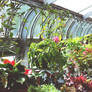 within the greenhouse