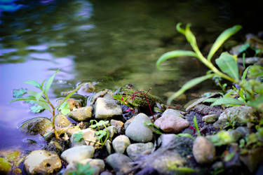 little frog, big pond