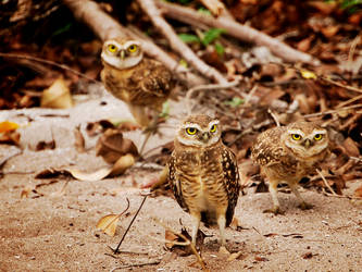 3 Owls