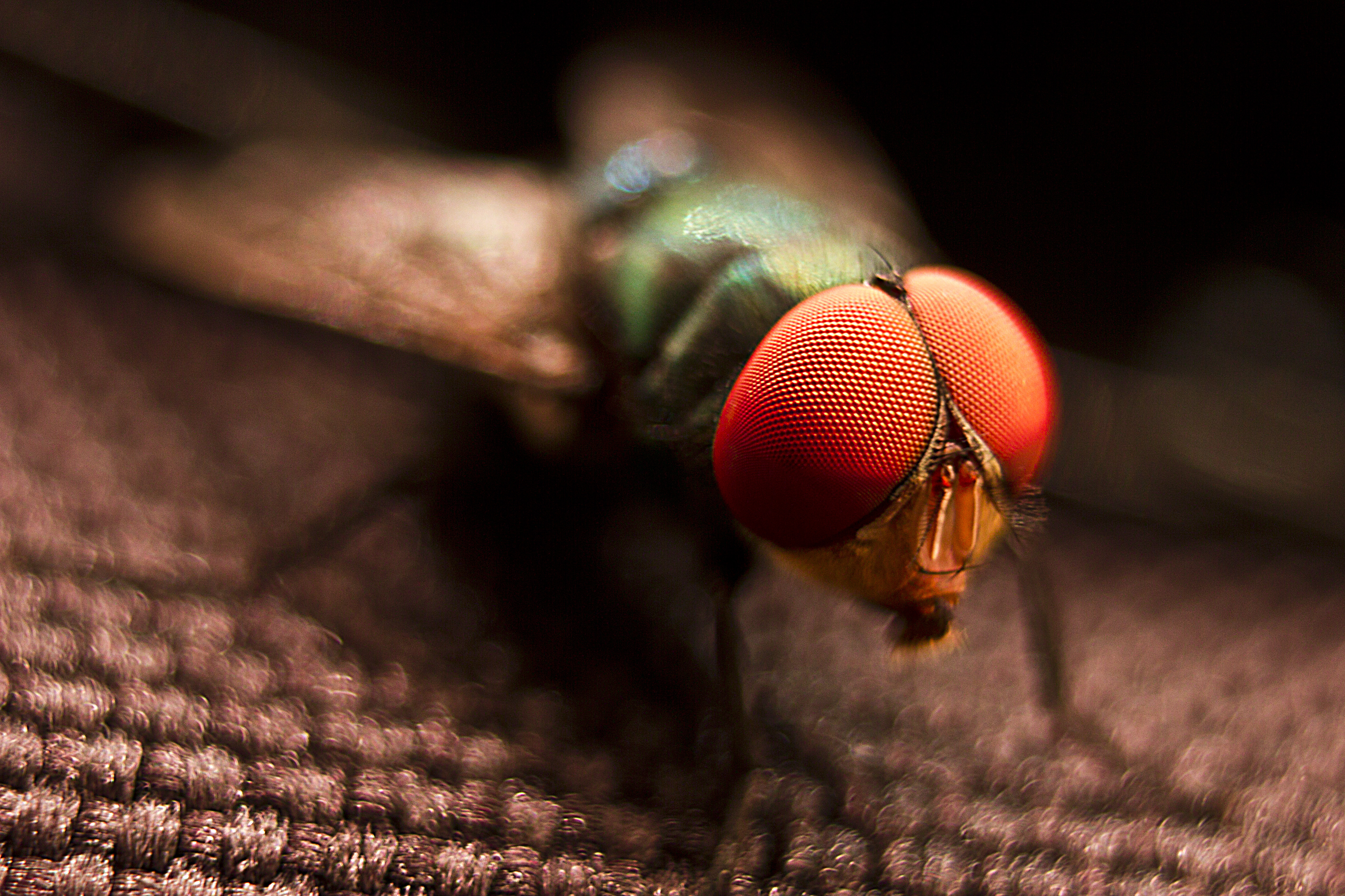 Green bottle fly