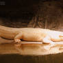 albino American alligator.