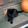 +Black cat+