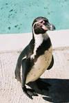 Cotswold Wildlife Park I by aragornsgirl333