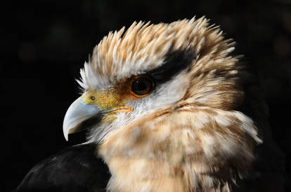 Yellow Headed Caracara