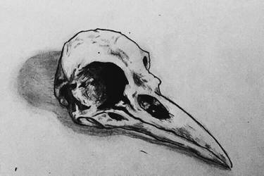 Bird Skull