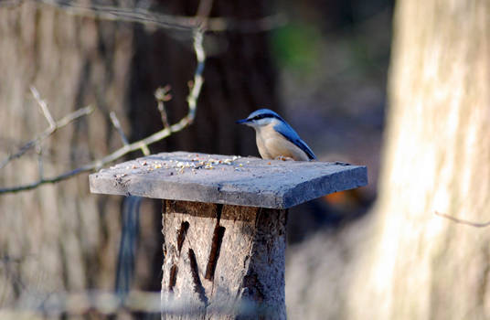 Nut-Hatch