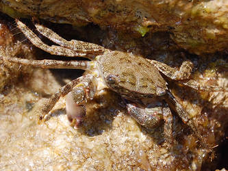 rock pooling